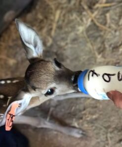 Venaditos de Biberón como Mascotas