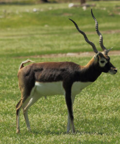 Black Buck ó Antilope Negro