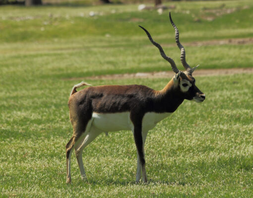 Black Buck ó Antilope Negro