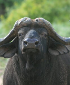 Búfalo Acuático