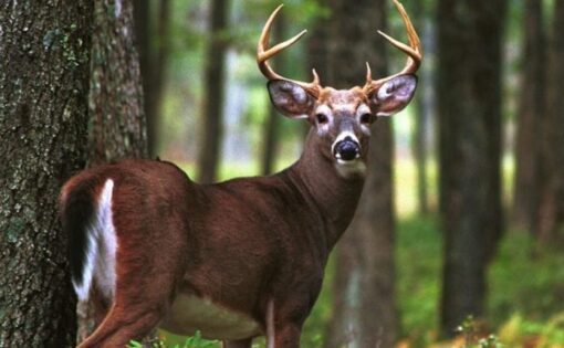 Venado Cola Blanca (Macho)