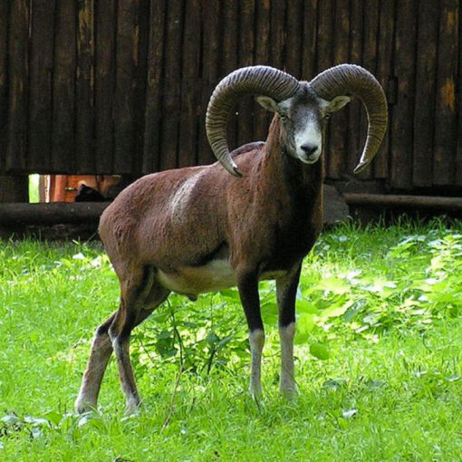 Cacería de Muflón