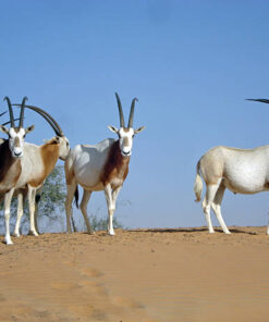 Cacería de Orix Cimatarra