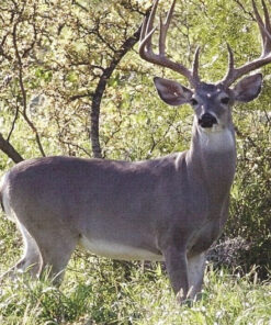 Cacería de Venado Cola Blanca (Texano)