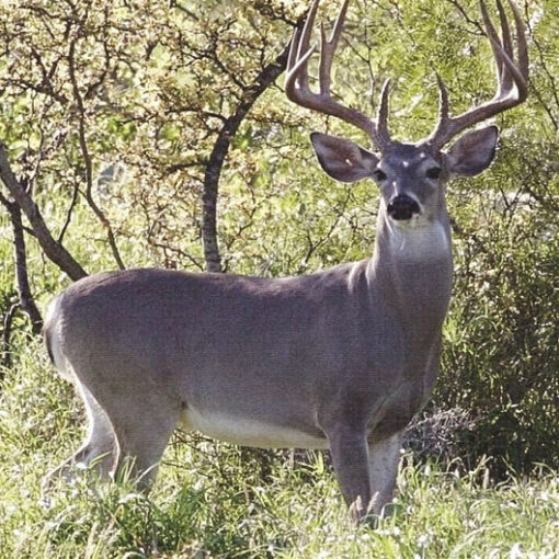 Cacería de Venado Cola Blanca (Texano)