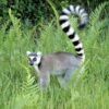 Lemur de Madagascar
