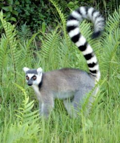 Lemur de Madagascar