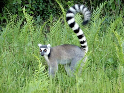 Lemur de Madagascar