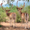 Gamo Europeo Macho