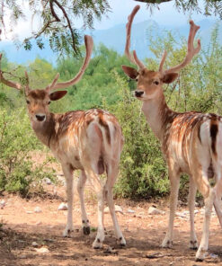 Gamo Europeo Macho