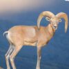 Pie de cría de borrego urial de Pakistán