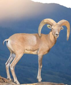 Pie de cría de borrego urial de Pakistán