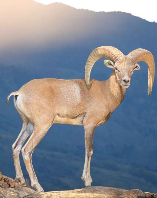 Pie de cría de borrego urial de Pakistán